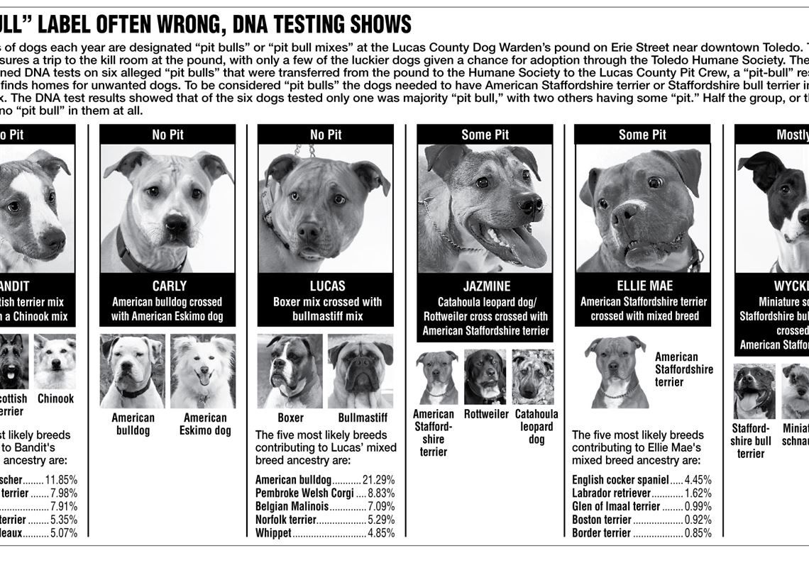 "Get That Pit Bull Away from Me!": How Data Collection, Visual Identification, and the Media Created a  Neighborhood Monster
