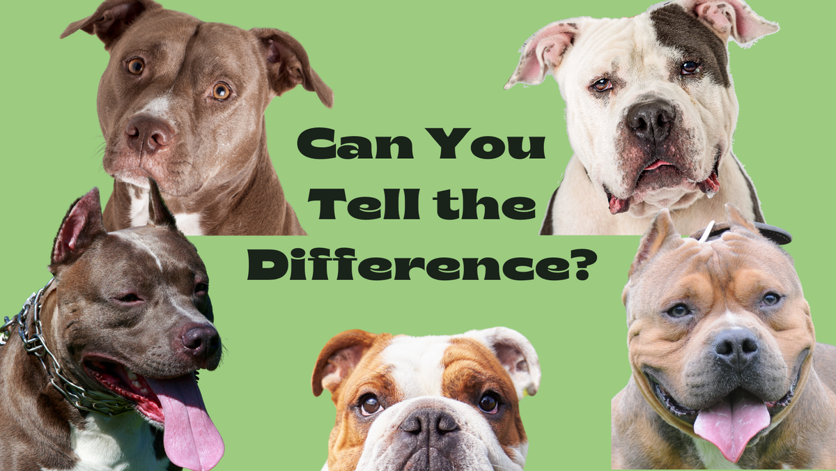 Pit Bulls Are One of the Most Misidentified Breeds
