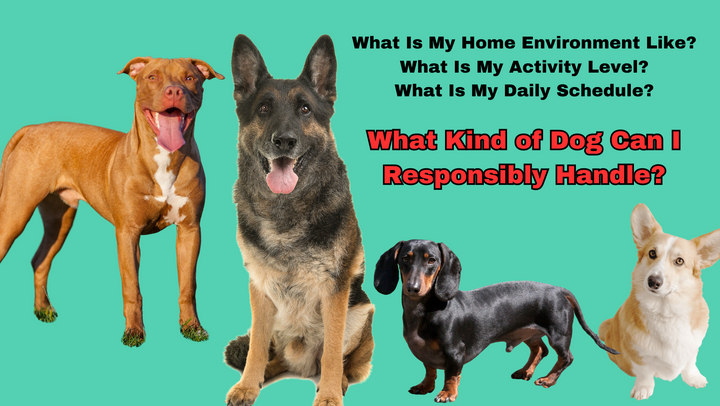 Is a High-Energy Breed Right for Me?